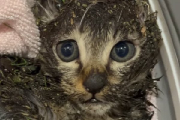 猫との暮らしを応援する専門情報サイト | ねこちゃんホンポ