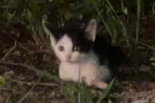 猫との暮らしを応援する専門情報サイト | ねこちゃんホンポ