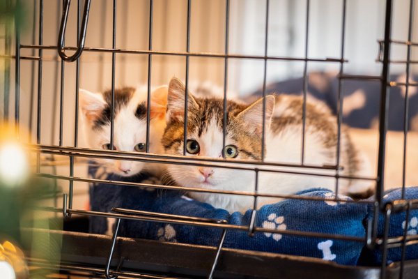 猫との暮らしを応援する専門情報サイト | ねこちゃんホンポ