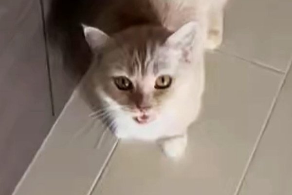 猫との暮らしを応援する専門情報サイト | ねこちゃんホンポ