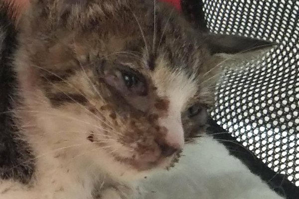 猫との暮らしを応援する専門情報サイト | ねこちゃんホンポ