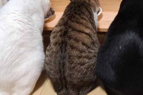 猫との暮らしを応援する専門情報サイト | ねこちゃんホンポ
