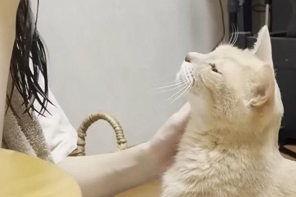 猫ちゃんマンページ 猫との暮らしを応援する専門情報サイト | ねこちゃんホンポ