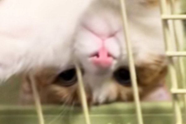 猫との暮らしを応援する専門情報サイト | ねこちゃんホンポ