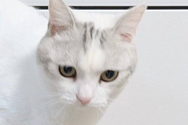 猫との暮らしを応援する専門情報サイト | ねこちゃんホンポ
