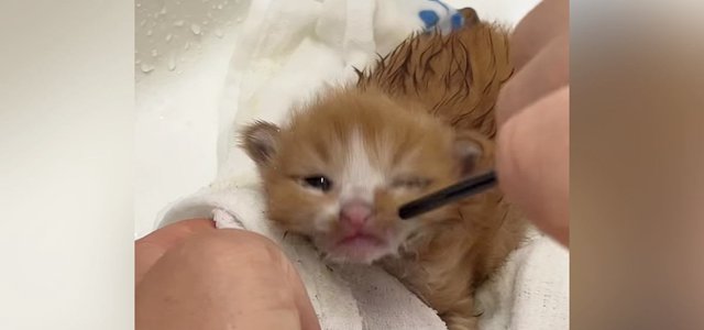 猫との暮らしを応援する専門情報サイト | ねこちゃんホンポ