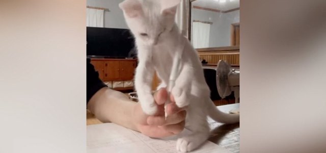 猫との暮らしを応援する専門情報サイト | ねこちゃんホンポ