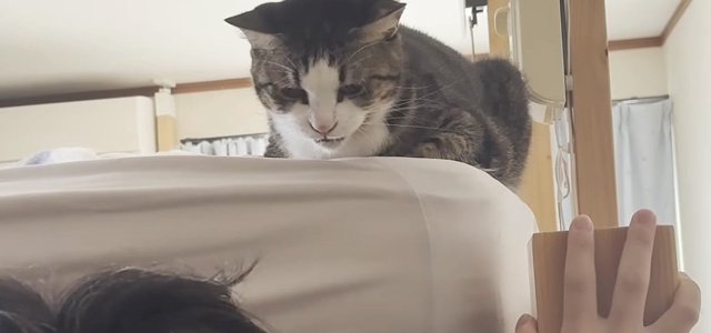 猫との暮らしを応援する専門情報サイト | ねこちゃんホンポ