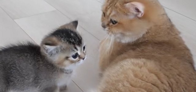 猫との暮らしを応援する専門情報サイト | ねこちゃんホンポ