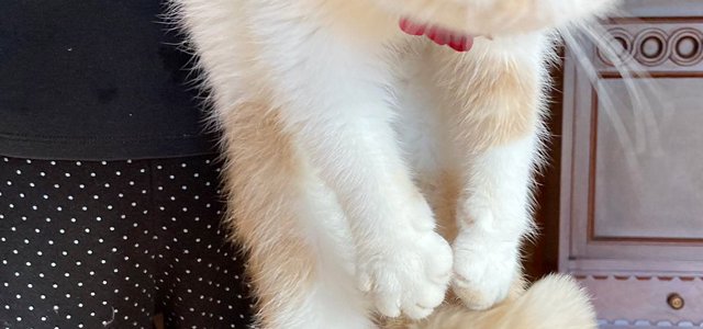 猫との暮らしを応援する専門情報サイト | ねこちゃんホンポ