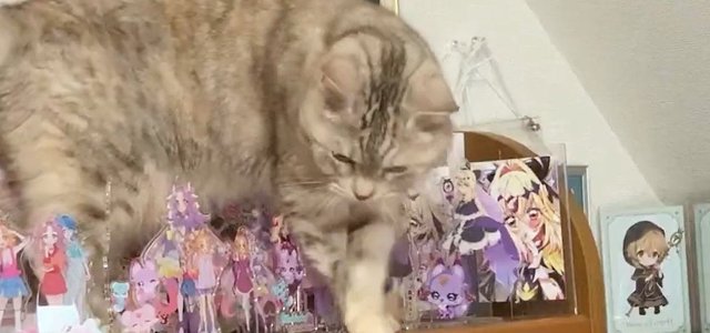 猫との暮らしを応援する専門情報サイト | ねこちゃんホンポ