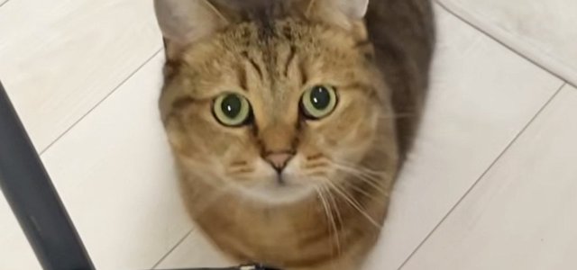 猫との暮らしを応援する専門情報サイト | ねこちゃんホンポ