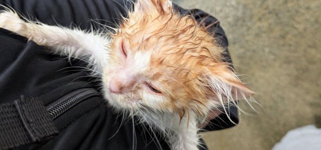 猫との暮らしを応援する専門情報サイト | ねこちゃんホンポ