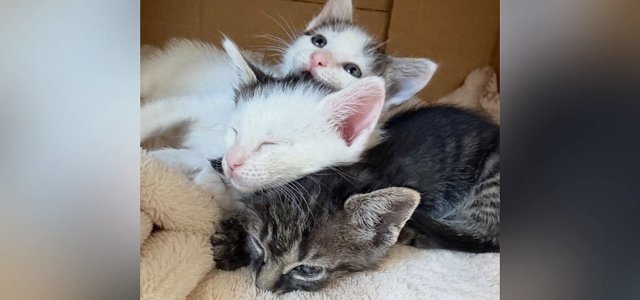 猫との暮らしを応援する専門情報サイト | ねこちゃんホンポ