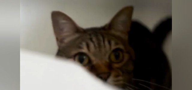 猫ちゃんマンページ 猫との暮らしを応援する専門情報サイト | ねこちゃんホンポ