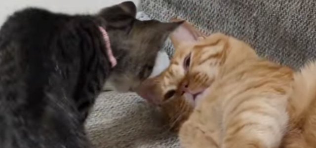 猫との暮らしを応援する専門情報サイト | ねこちゃんホンポ