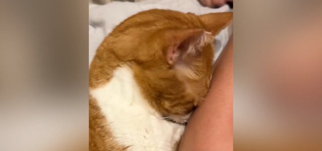 猫との暮らしを応援する専門情報サイト | ねこちゃんホンポ