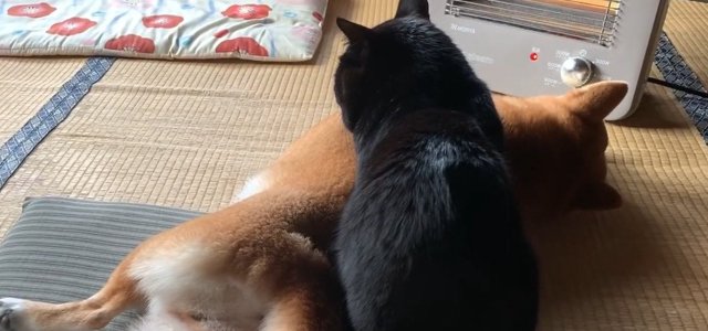 猫との暮らしを応援する専門情報サイト | ねこちゃんホンポ
