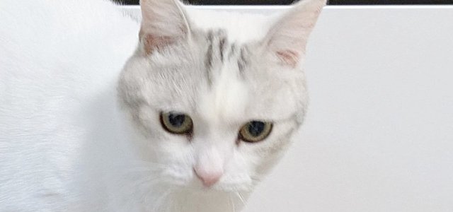 猫との暮らしを応援する専門情報サイト | ねこちゃんホンポ