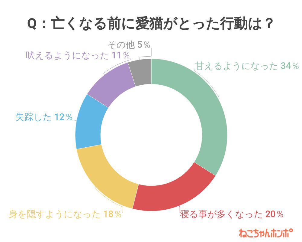 愛猫が亡くなる前、どんな行動をとっていましたか？のアンケート結果