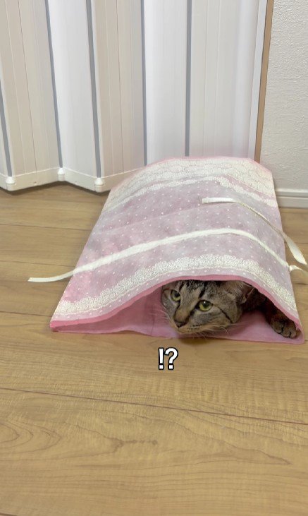 袋に入った猫