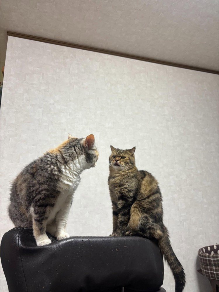 向かい合う2匹の猫