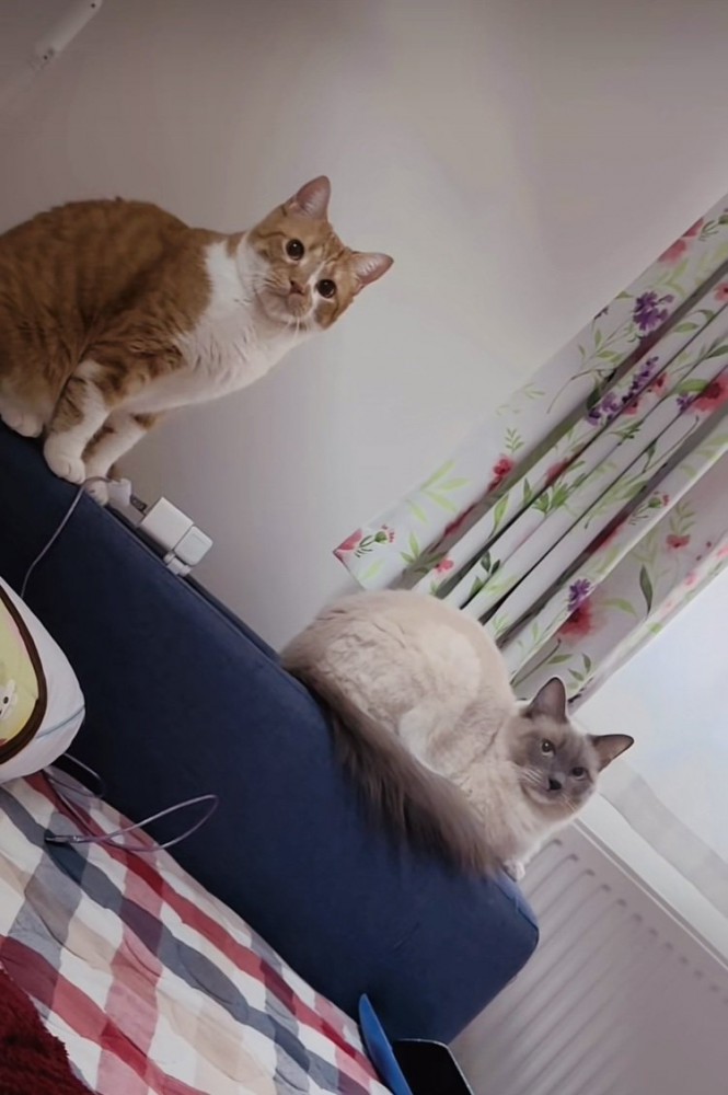 ベッドの背に座るマンチカンとラグドール