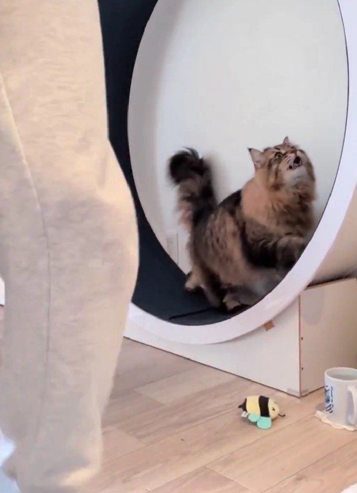 キャットホイールを使う猫