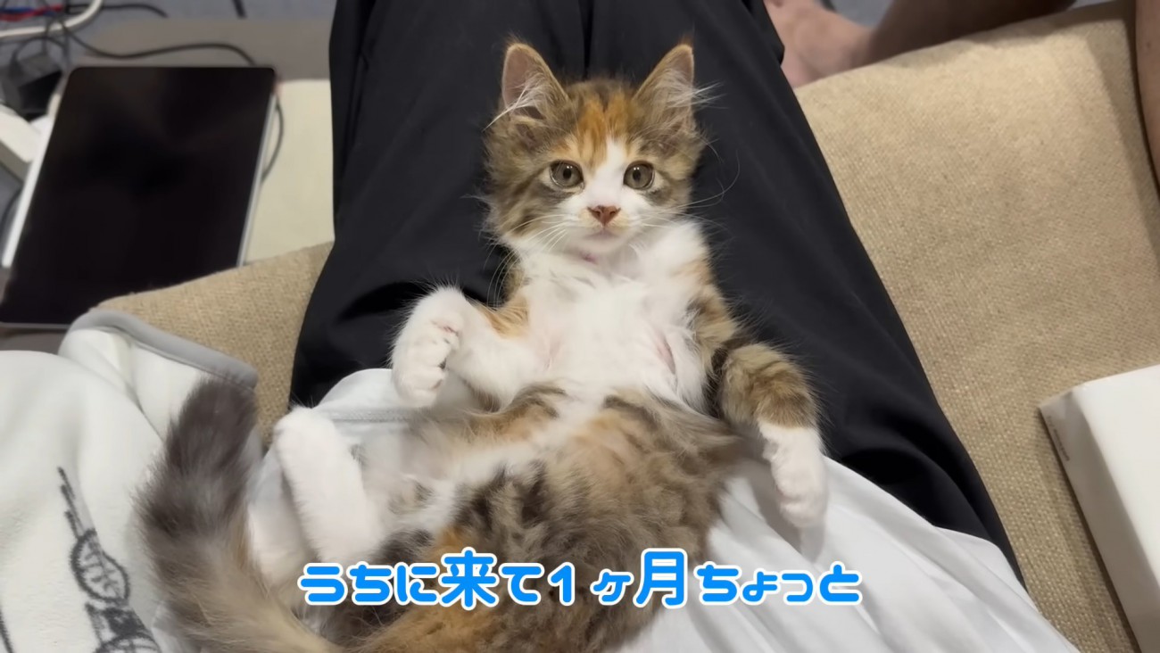 テロップ「うちに来て～」