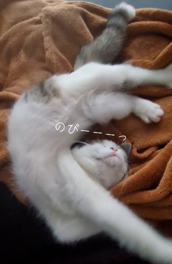 伸びをしている子猫