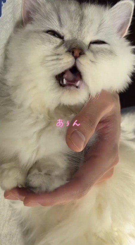 飼い主に抱っこされて鳴き声を上げる子猫