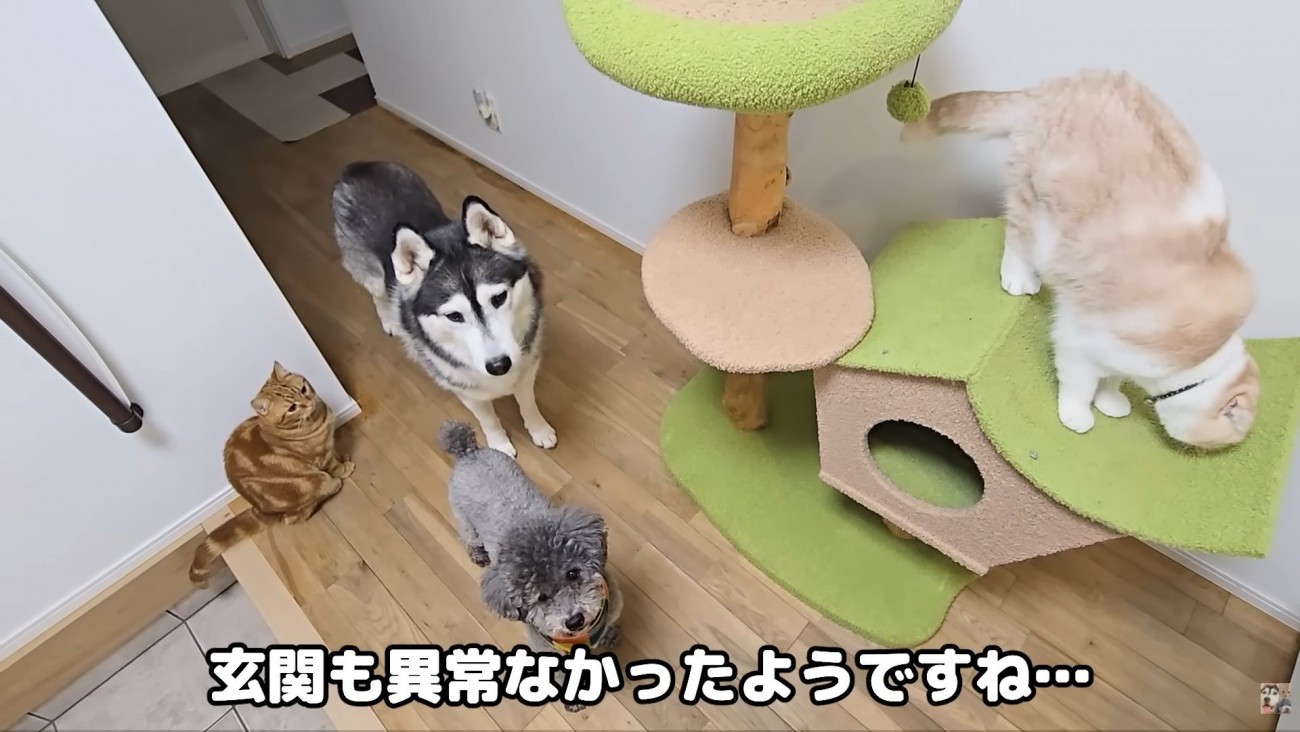 テロップ「玄関も異常～」