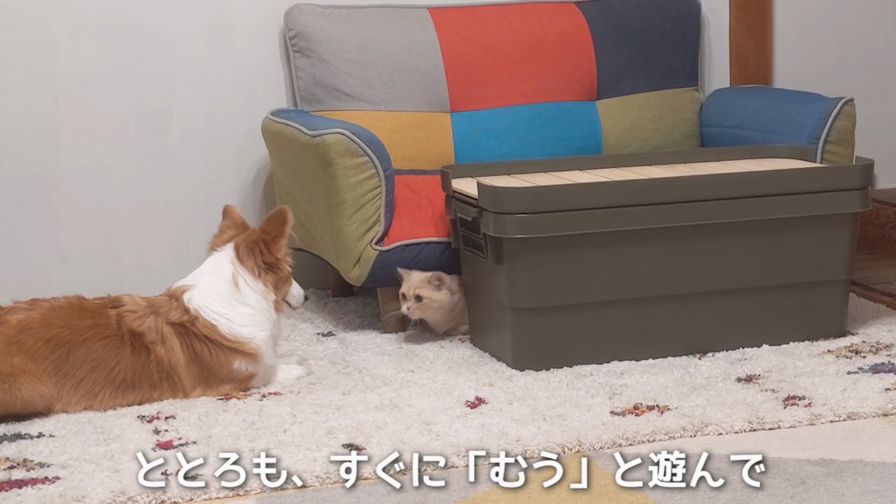 ソファーの下にいる猫