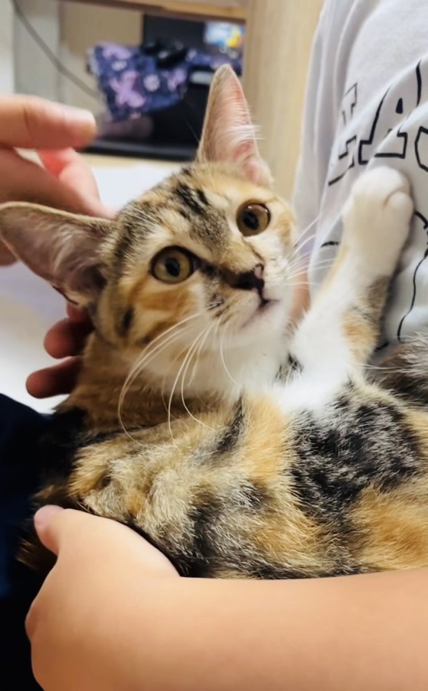息子さんに抱っこされてママさんに撫でられる子猫