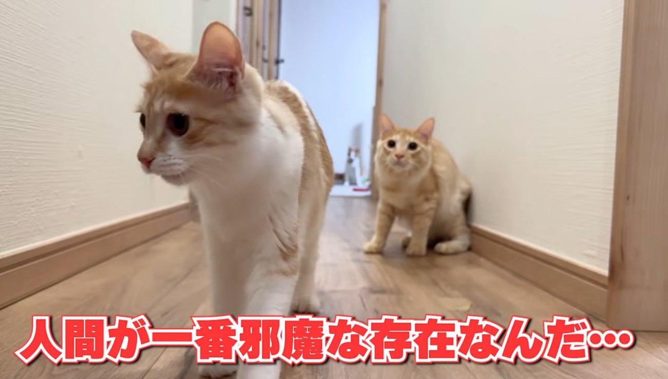 警戒した様子の2匹の猫