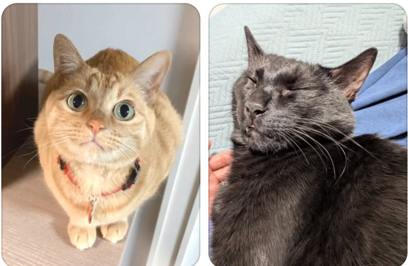 2匹の猫の写真