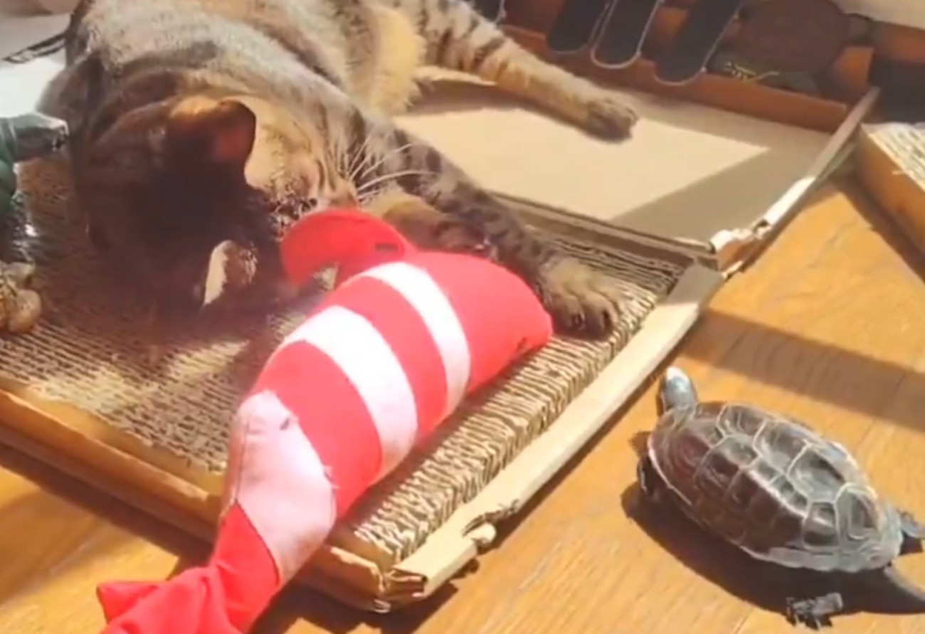 猫を見つめる亀