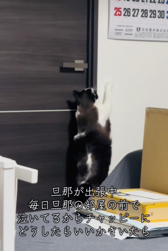 旦那さんの部屋のドアノブに前足を伸ばす保護猫