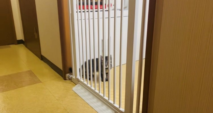 柵の隙間を通り抜けた子猫