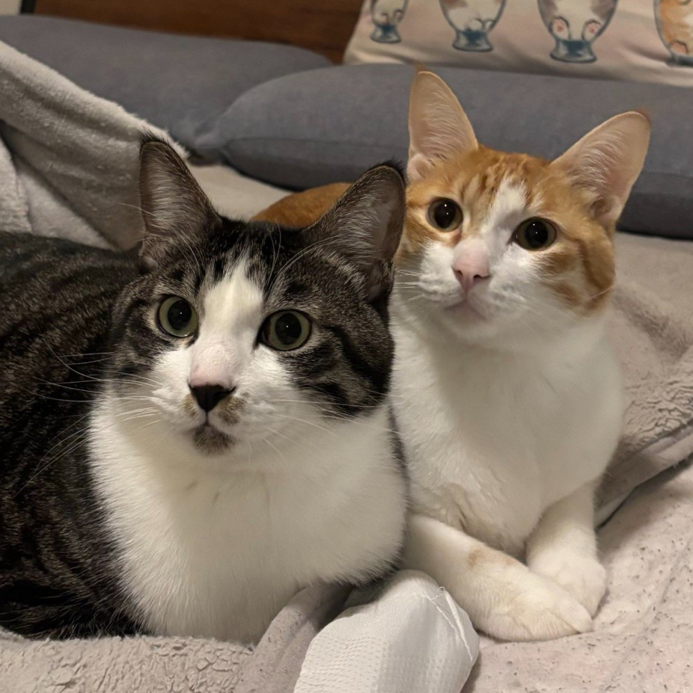 茶白猫とちょび髭模様の猫