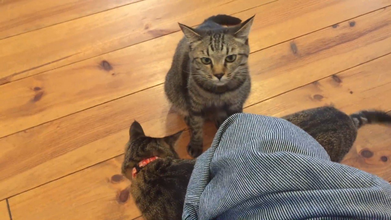 見つめるももちゃん