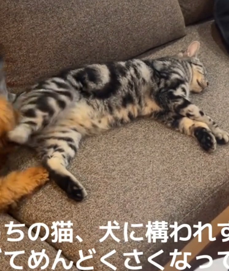 寝る猫