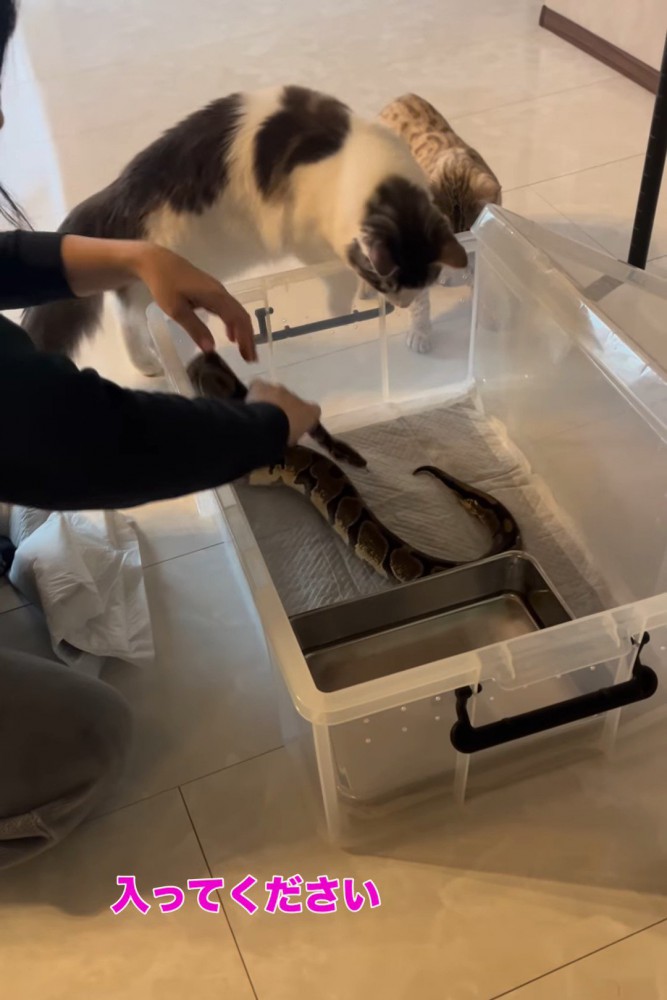 ケースに入ろうとする猫
