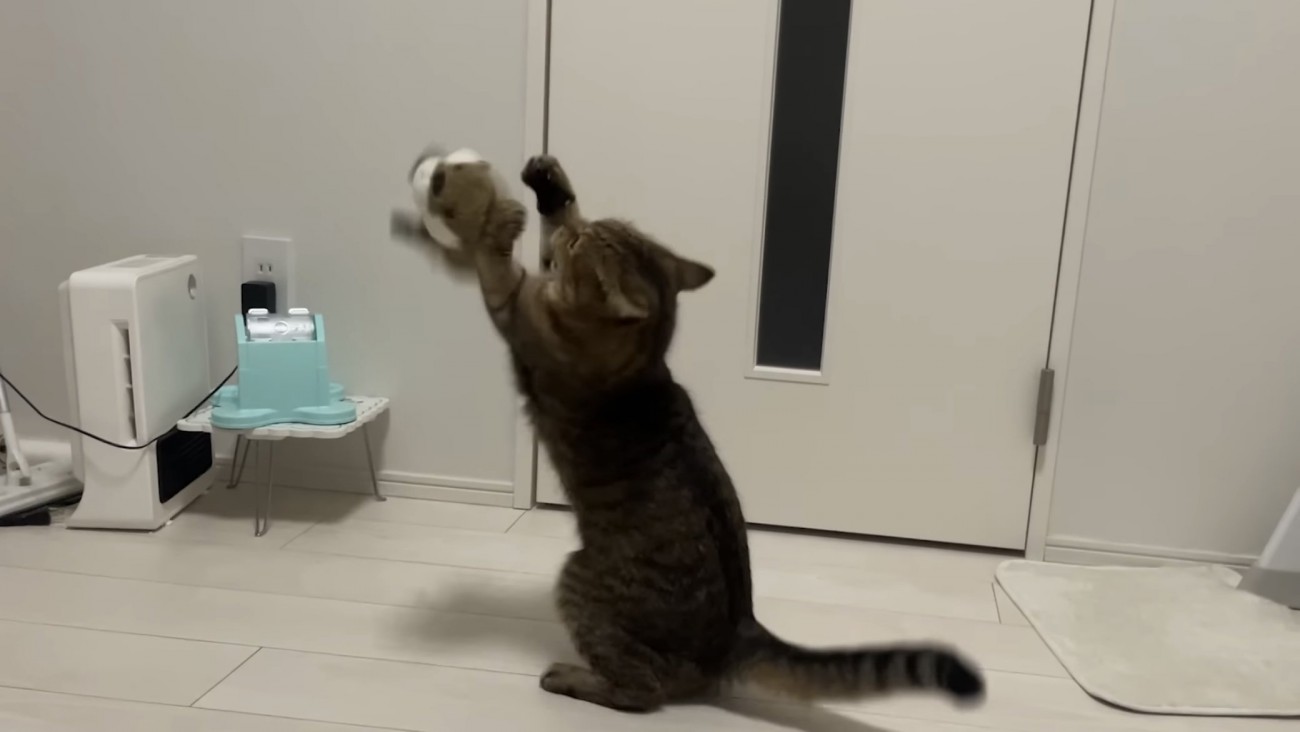 ぬいぐるみを放り投げる猫の写真