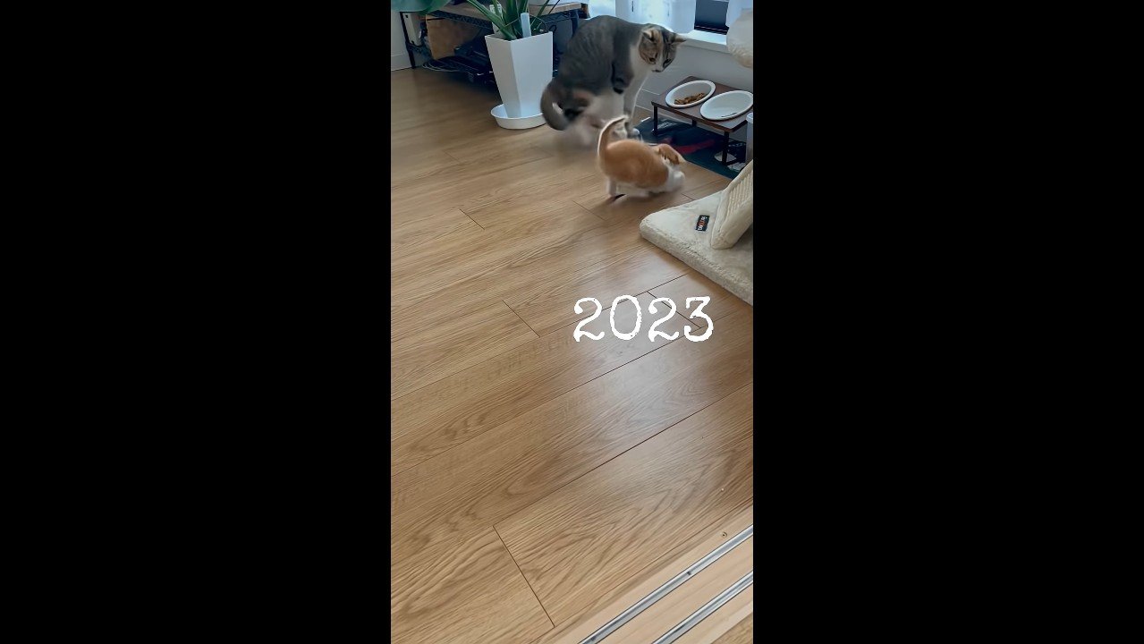 飛び退くふたり