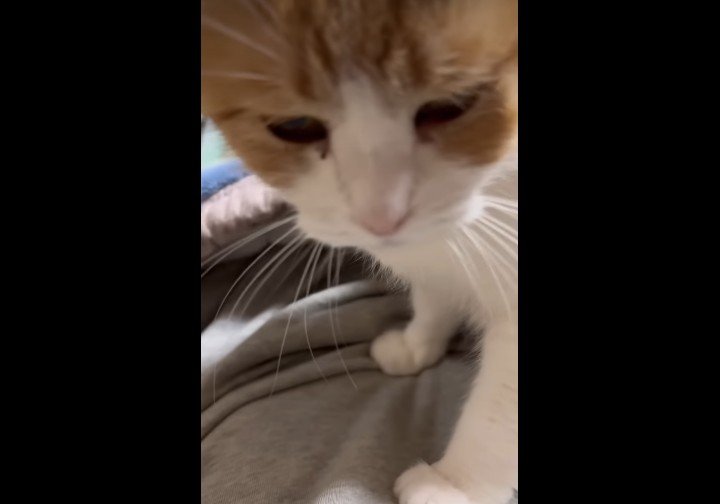 俯くミケちゃん