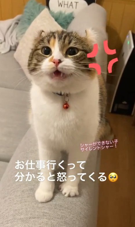 凝視する猫