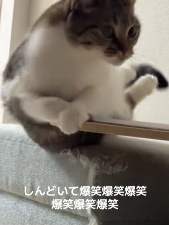 バランスを崩した猫