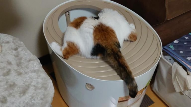 トイレを覗く猫