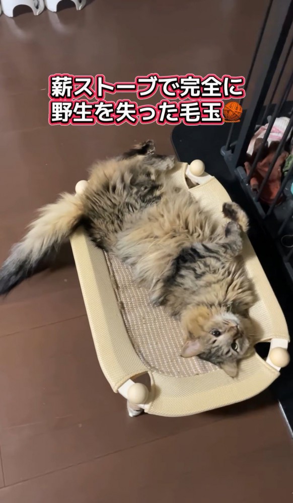 ストーブにあたりながら飼い主を見上げる猫